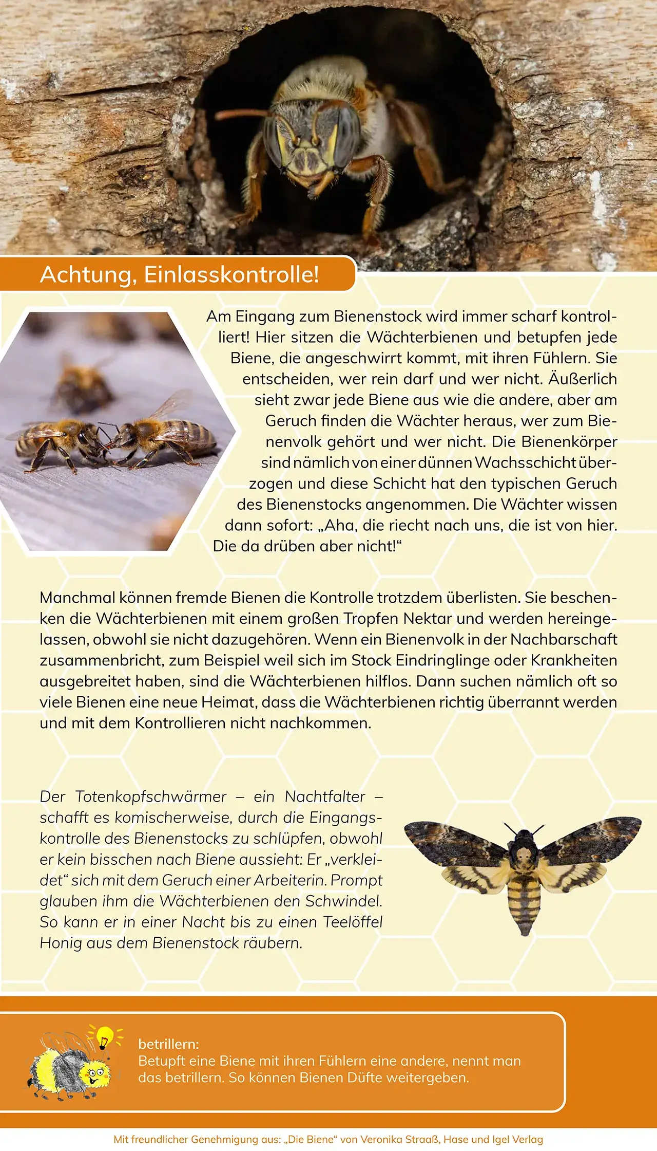 Projekte 2020 - Ausstellung - Mit den Bienen durch das Jahr - Achtung, Einlasskontrolle