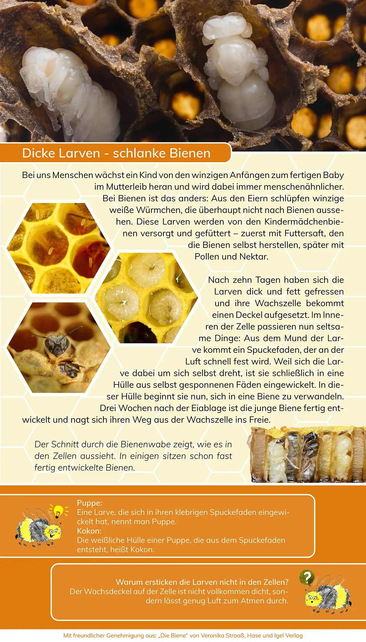 Projekte 2020 - Ausstellung - Mit den Bienen durch das Jahr - dicke Larven-schlanke Bienen