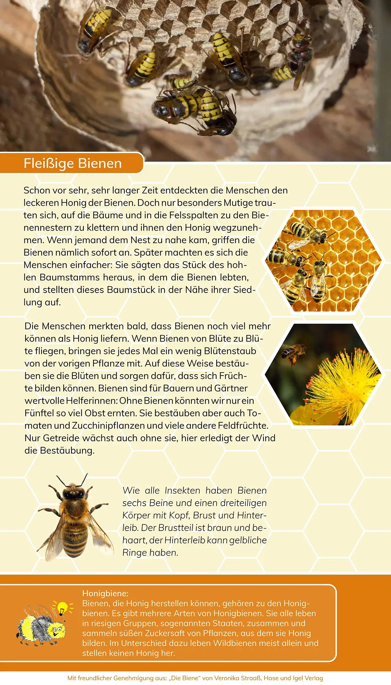 Projekte 2020 - Ausstellung - Mit den Bienen durch das Jahr - fleißige Bienchen