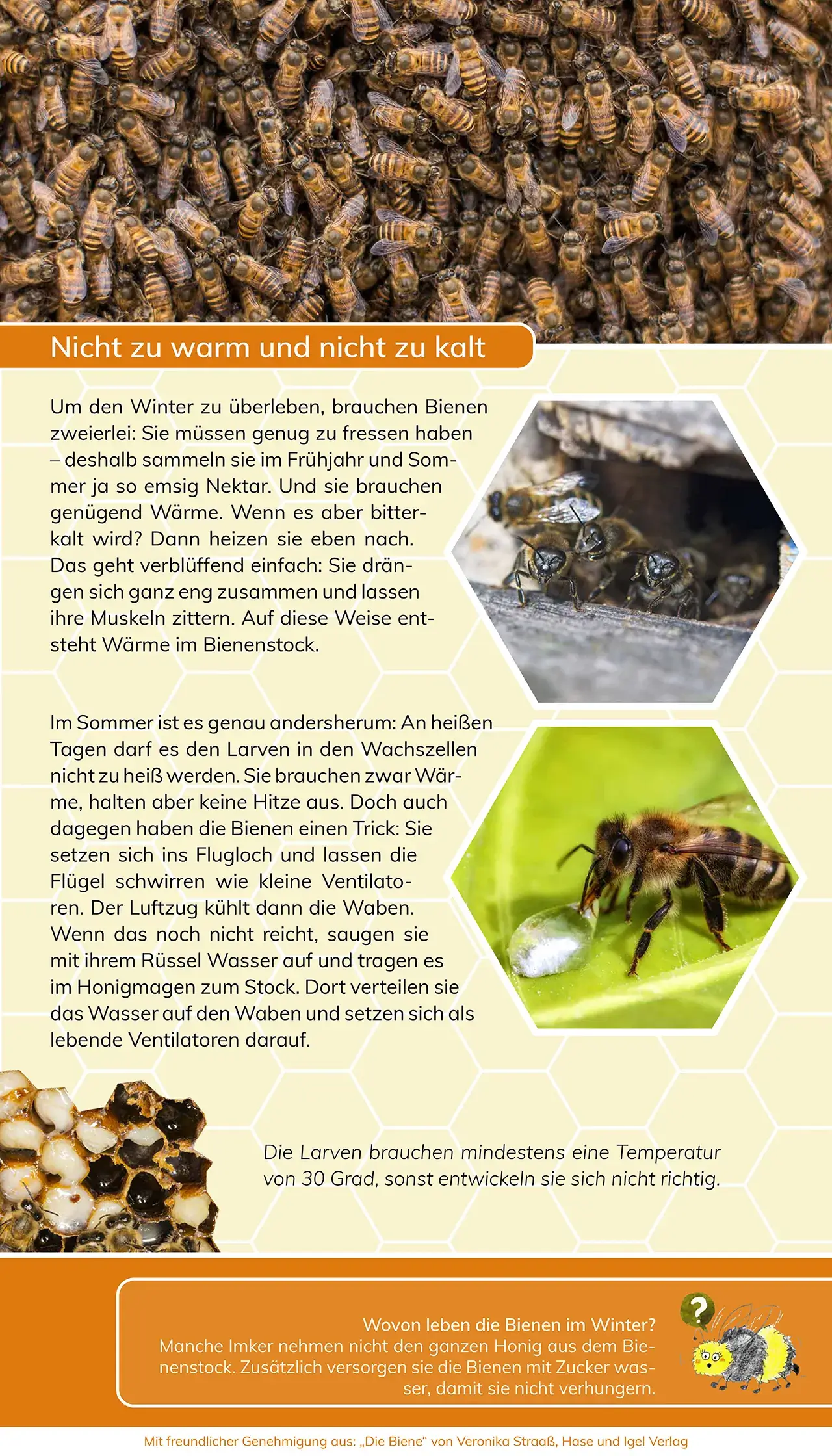 Projekte 2020 - Ausstellung - Mit den Bienen durch das Jahr - nicht zu warm und nicht zu kalt