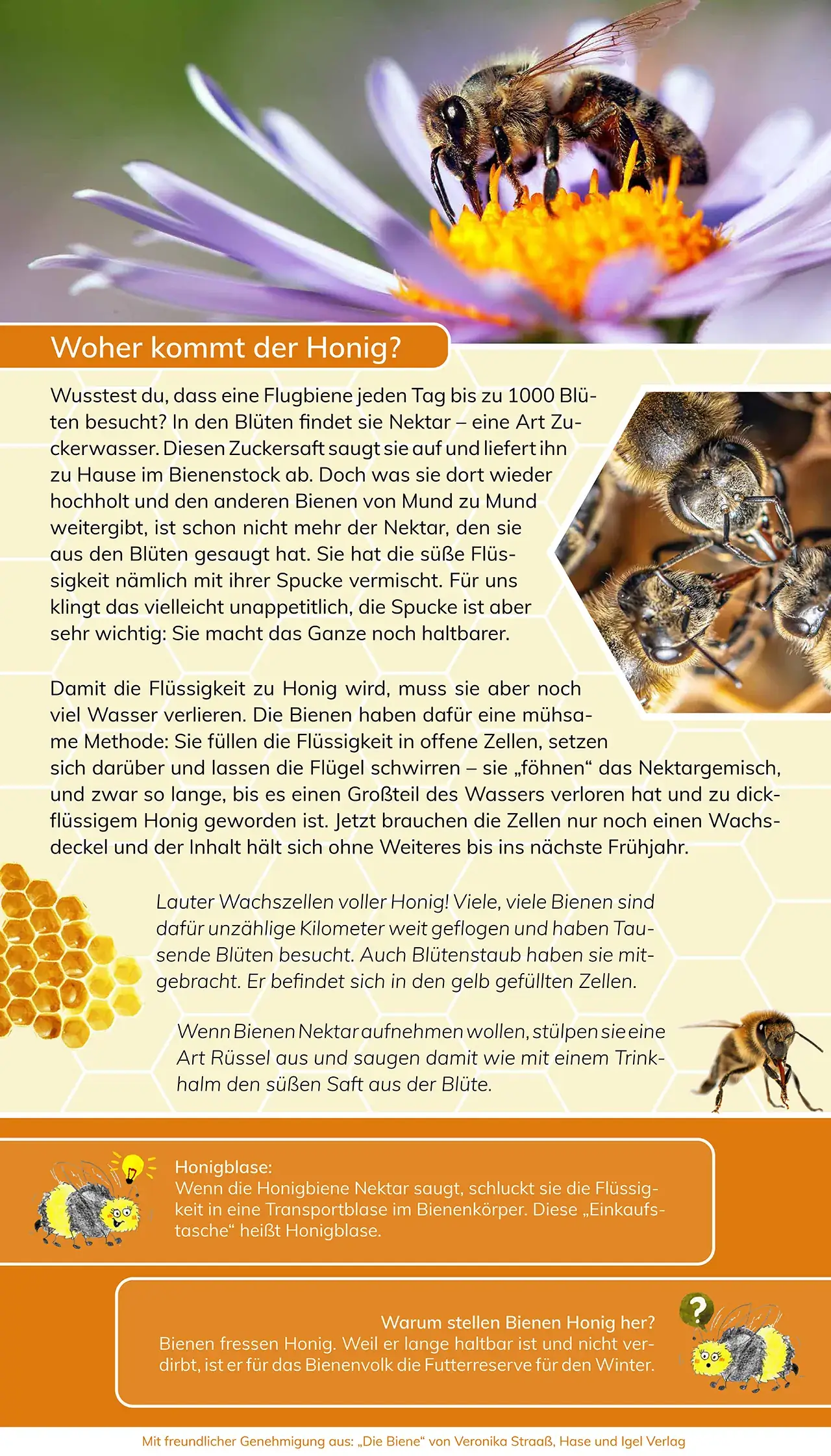 Projekte 2020 - Ausstellung - Mit den Bienen durch das Jahr - woher kommt der Honig